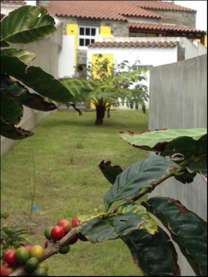 Faial da Terra Casa Auriヴィラ エクステリア 写真